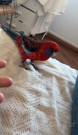 Pappagallo Rosella