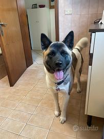 Akita americano femmina