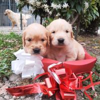 Cuccioli Golden Retriever