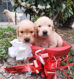 Cuccioli Golden Retriever