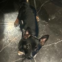 Cucciola di metticcio taglia piccola