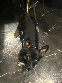 Cucciola di metticcio taglia piccola