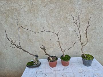 Pre bonsai Glicine