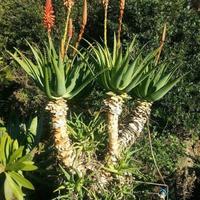 piante o foglie di aloe arborescens 