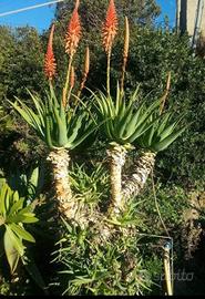 piante o foglie di aloe arborescens 