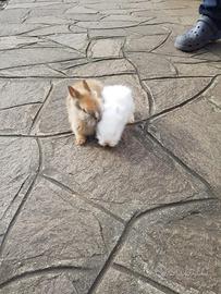 Conigli nani taglia piccola