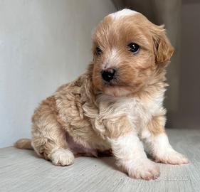 Meraviglioso cucciolo maltipoo