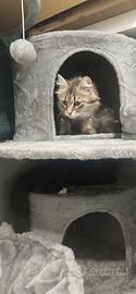 Gatto Siberiano 4 mesi maschio 400 euro