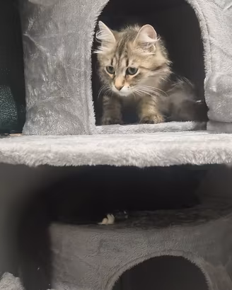 Gatto Siberiano 4 mesi maschio 400 euro