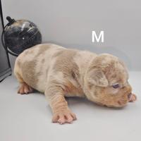 Cuccioli american bully pocket