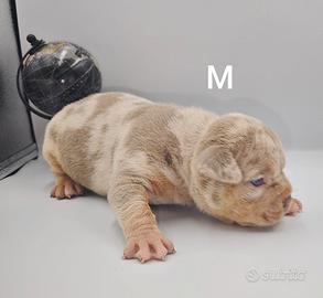 Cuccioli american bully pocket