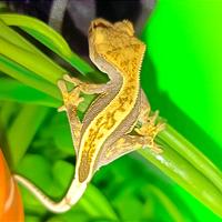 Baby geco Ciliatus, teca, insetti