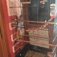 Scoiattoli volanti petauri dello zucchero