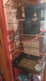 Scoiattoli volanti petauri dello zucchero