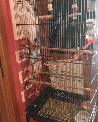 Scoiattoli volanti petauri dello zucchero