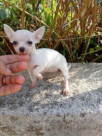 Cucciola di chihuahua toy