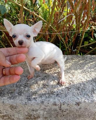 Cucciola di chihuahua toy