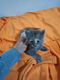 Ambra gattina 2 mesi
