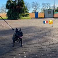 Bulldog francese