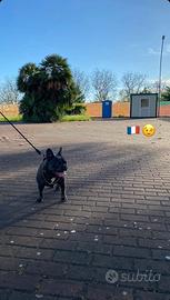 Bulldog francese