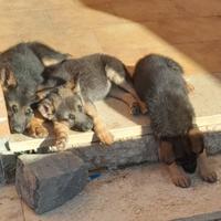 Cuccioli pastore tedesco