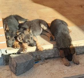Cuccioli pastore tedesco