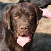 Labrador maschio cioccolato ADULTO