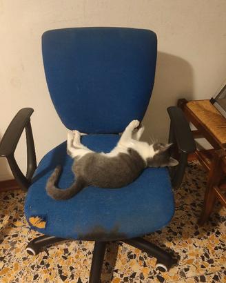 Sedia da ufficio