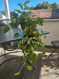 Pianta di pothos