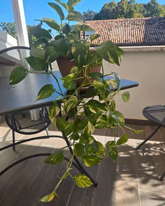 Pianta di pothos