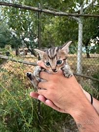 Animali