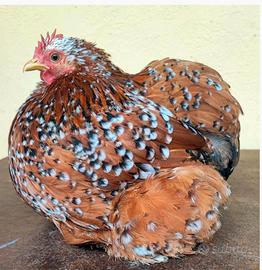 Cocincina nana millefiori