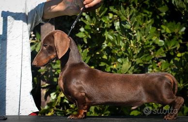 Bassotto disponibile per monta