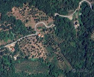 Vendiamo terreno di 26500 metri quadri in Cilento
