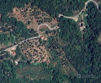 Vendiamo terreno di 26500 metri quadri in Cilento