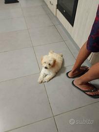 cucciolo di barboncino 