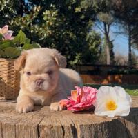 Bulldog Francese Fluffy e Big Rope alta genealogia