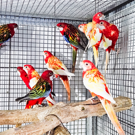 Roselle varie mutazioni