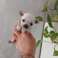 Chihuahua mini toy