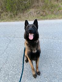 Maschio Malinois per accoppiamento