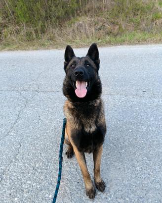 Maschio Malinois per accoppiamento