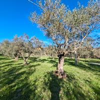 Terreno agricolo pianeggiante