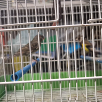 Vedo ultime due coppie di cardellini con canarini