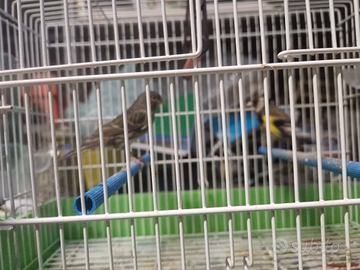 Vedo ultime due coppie di cardellini con canarini