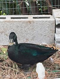 Oche anatre galline