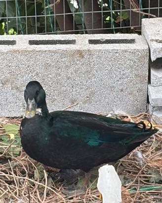 Oche anatre galline