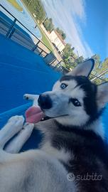 Husky maschio 5 anni