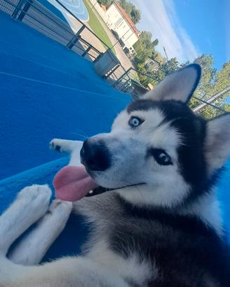 Husky maschio 5 anni