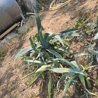 Piante di Agave.