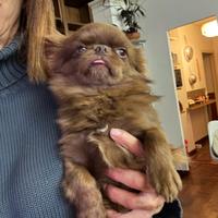 Chihuahua pelo lungo cioccolato occhi verdi